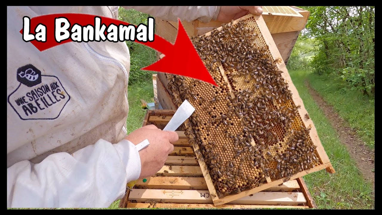 Les mâles à propos