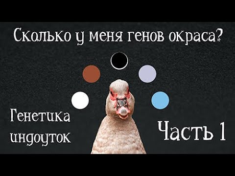 ГЕНЫ. Генетика индоуток: часть 1. Разведение и селекция мускусных уток. Окрасы индоуток.