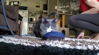 Cat jump dives into a slipper - check it out! by LitterNose 296 views 2 years ago 11 seconds