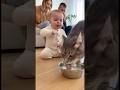 自分のミルクと勘違いして猫に怒っている赤ちゃん👶🐱🤣#cat #cats #baby #cute #funny #shorts #catvideos #赤ちゃんのいる生活