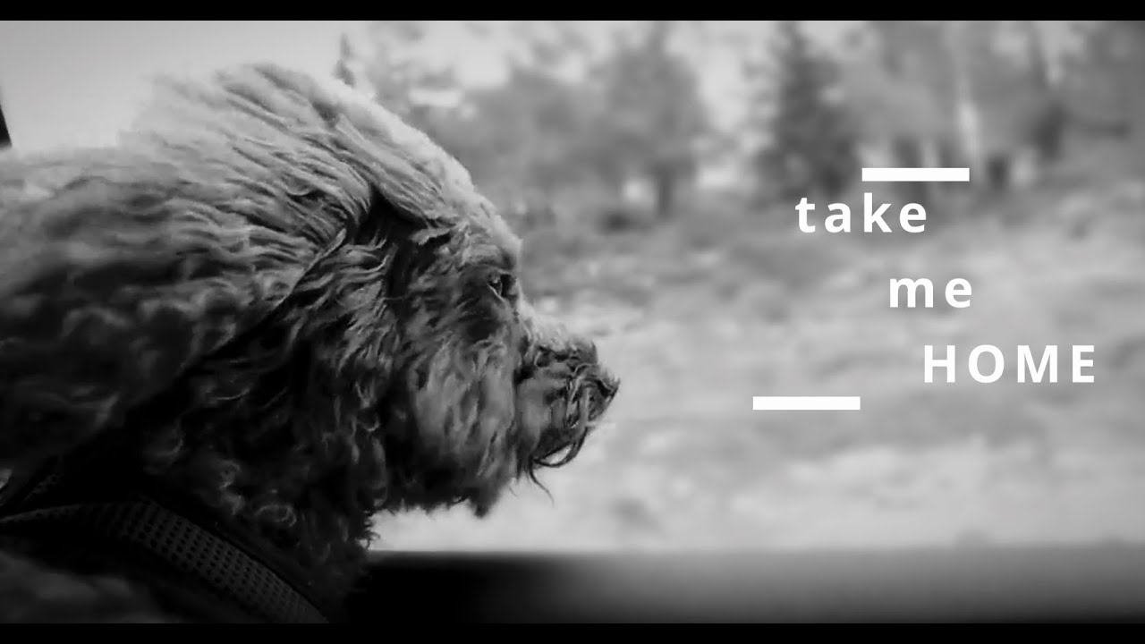 Take Me Home