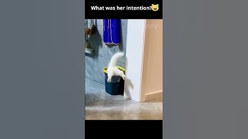 Cat jumps in trash bin without obvious reason #shorts