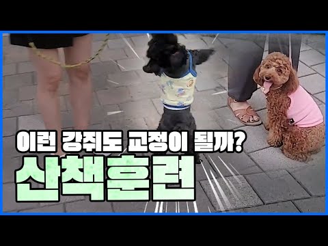 강아지 훈련사가 다섯마리 산책 말썽쟁이들 교육이 가능할까?