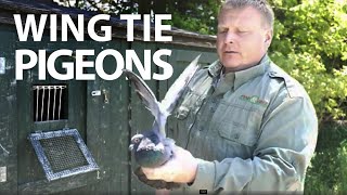 ¡Secretos del adiestramiento canino con palomas revelados! screenshot 5