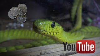 Green Mambas, Horned Vipers and Floating Money
