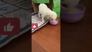 Dog,kuchi kuchi, the kuchi kuchi,dog kuchi kuchi,Niki doing, funny dogs,juste funny dogs being  dog