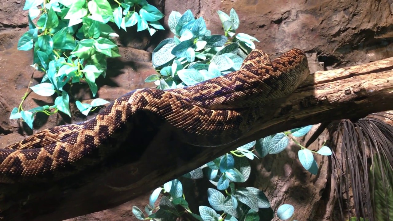 chilabothrus angulifer - Kubanische Schlankboa