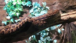 Chilabothrus Angulifer - Kubanische Schlankboa