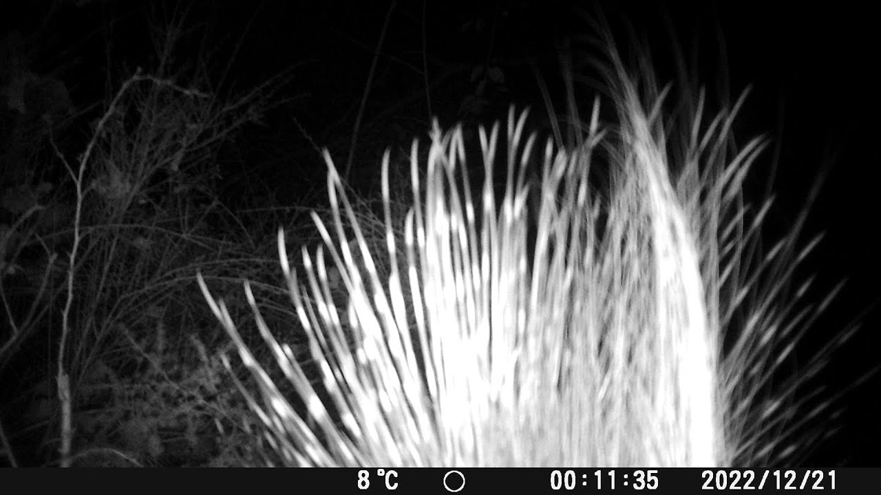 Istrici (𝘏𝘺𝘴𝘵𝘳𝘪𝘹 𝘤𝘳𝘪𝘴𝘵𝘢𝘵𝘢 L.)