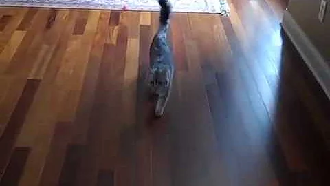 Video 172241: siberian cat playing fetch, cute siberian cat playing, longing