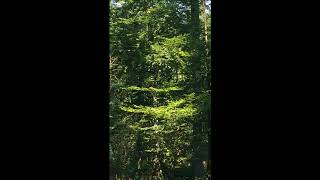 Sound Effekt Jungle Stimmung