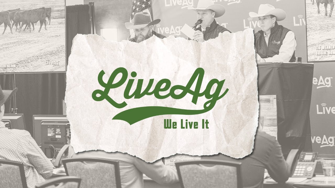 Selling Feeder Cattle Through LiveAg Video Auctions: Better Prices, Less Stress