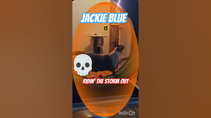 Video 11873821: cat kitten meow siamese, siamese cat pets kitten, siamese cat meowing cute, siamese cat cute love