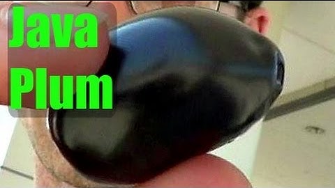 Java Plum (Jamun) Fruit Review - Weird Fruit Explorer - Ep 89