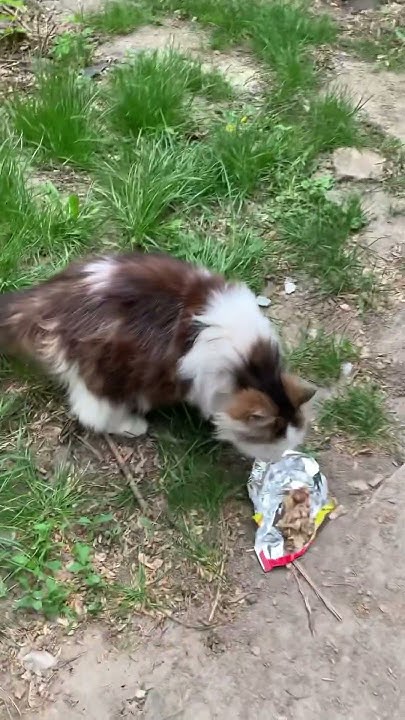 Пухлая кошка не хочет кушать #кот #кіт #котик #кошка #catshorts # ...