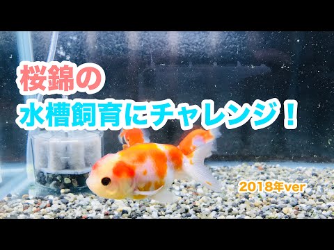 動画で金魚『桜錦の水槽飼育にチャレンジ! 2018年ver』H30.1.18 Goldfish movie from Japan