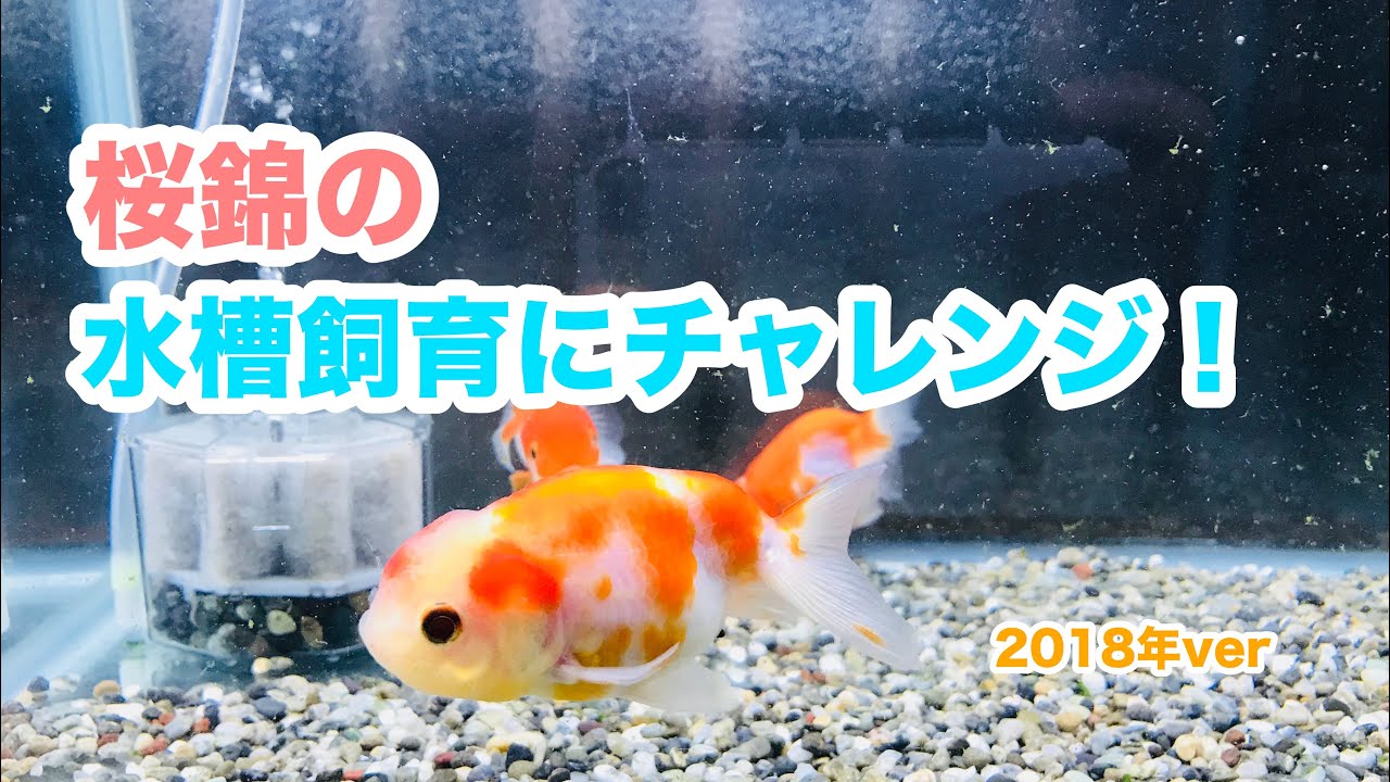 動画で金魚『桜錦の水槽飼育にチャレンジ！　2018年ver』Ｈ30.1.18　Goldfish movie from Japan