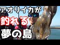 ＃１　エギング夢の島でアオリイカ対決！