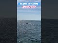 Beach Dolphins Boating #Pensacola #relaxing #beach #dolphins #boat