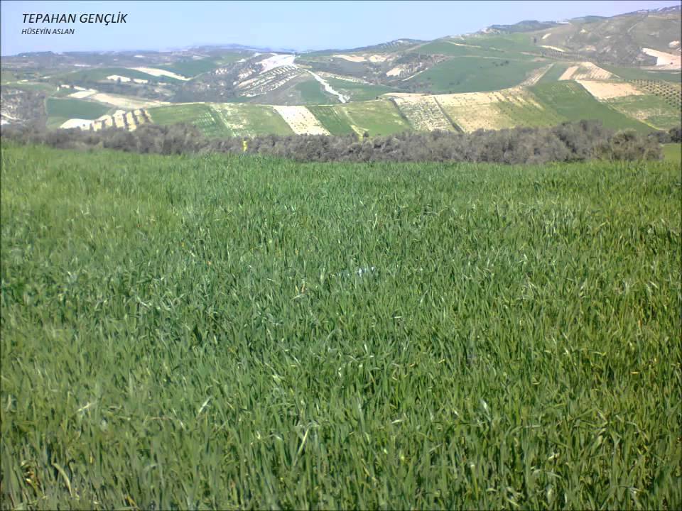 MEHMET ASLAN KANLI FELEK