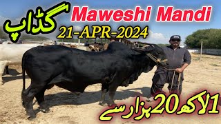 Gadap Maweshi Mandi Rates Update | Sirf 1 Lakh 20 Hazar mai || 21-Apri-2024  || Cow Mandi 2024.