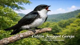 Download Lagu Kicau Celilin Jenggot Gereja Nyaring \u0026 Alami Relaxing Mangrove Kingfisher Bird Sound MP3