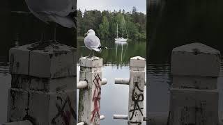 🌅 30 Seconds of Pure Peace SeaVibes #WoodenBridge #RelaxingVideos #ScenicViews #europe