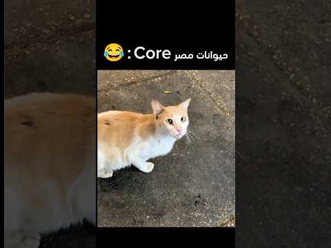 حيوانات مصر  ايه يا صاوي قطط مصر فادي عضلات أم جاسر  ضحك   