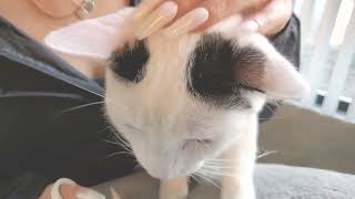 ストレスなくスパッと切れる猫用爪切り　日本製