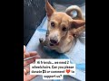 #dogsofinstagram #puppy