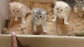 Anak Anak Ku Yg Lucu...