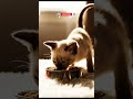From weak to playful — 15 days in 30s 😻 #catrecovery #shorts