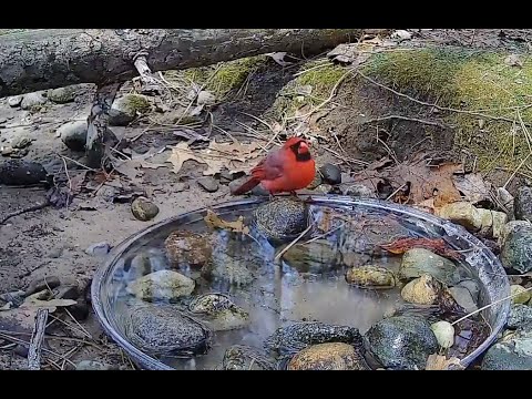 🔴LIVE Stream Cam - Birds and Squirrels - in Michigan 5/22/2026