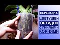 Пересадка цветущей орхидеи с гнилыми корнями