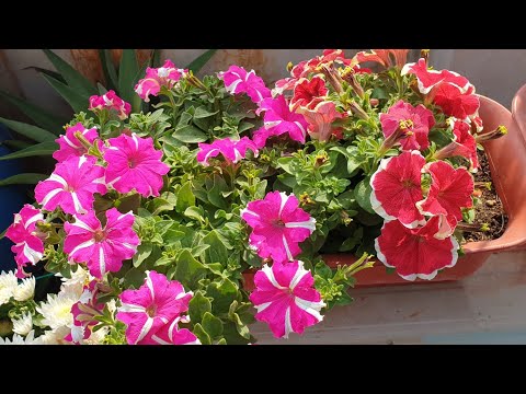 Get Petunia Yellow Leaves Reasons And Solution Petunia Leaves Desktop Wallpaper Free Get Wallpaper Petunia Yellow Leaves Reasons And Solution Petunia Leaves For iPhone