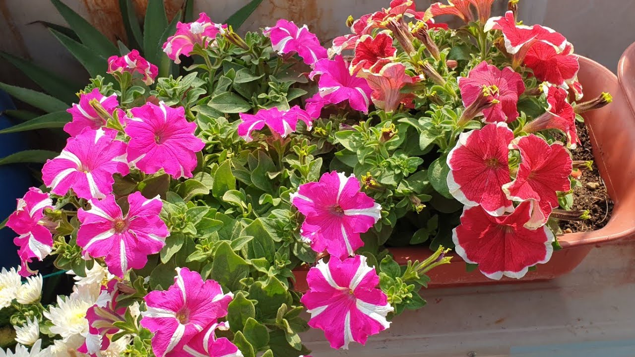 Petunia Yellow Leaves - Reasons and Solution || Petunia Leaves Turning ...