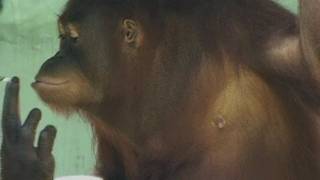 Indonesia smoking orangutans.....public warned