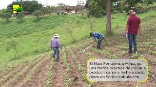 Maíz Forrajero Para Producción De Carne Y Leche Tierra Pastos Y Ganado