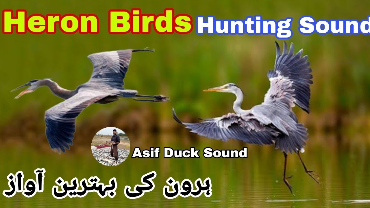Heron birds hunting voice Heron birds sound Morgabi ki awaz