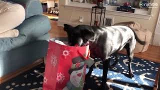 Dog rescued from euthanasia celebrates Christmas