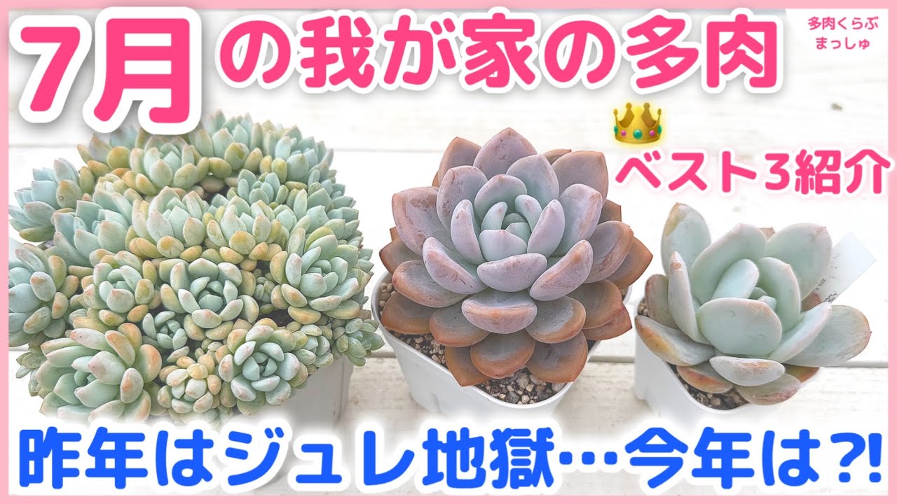 多肉植物】昨年はジュレ地獄💦今年は⁈猛暑の中でも元気な我が家の多肉