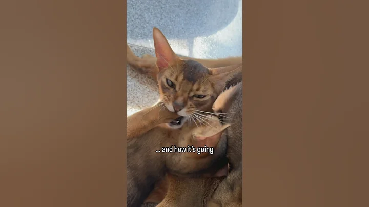 Video 10708241: abyssinian kitten catlover, abyssinian kitten cat, abyssinian baby kitten, cat kitten purring