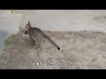獲物を取り上げられずっと暴れている子猫