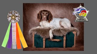 Jasper's Successful DMWYD Trick Dog Champion Submission
