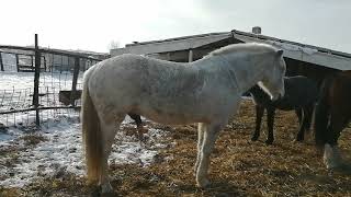 Horse Stallion 856