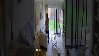 Security Cam Captures Wild Deer Crash