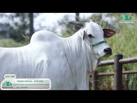 LOTE 1001   TAGNA CRISTAL   PVB 5502