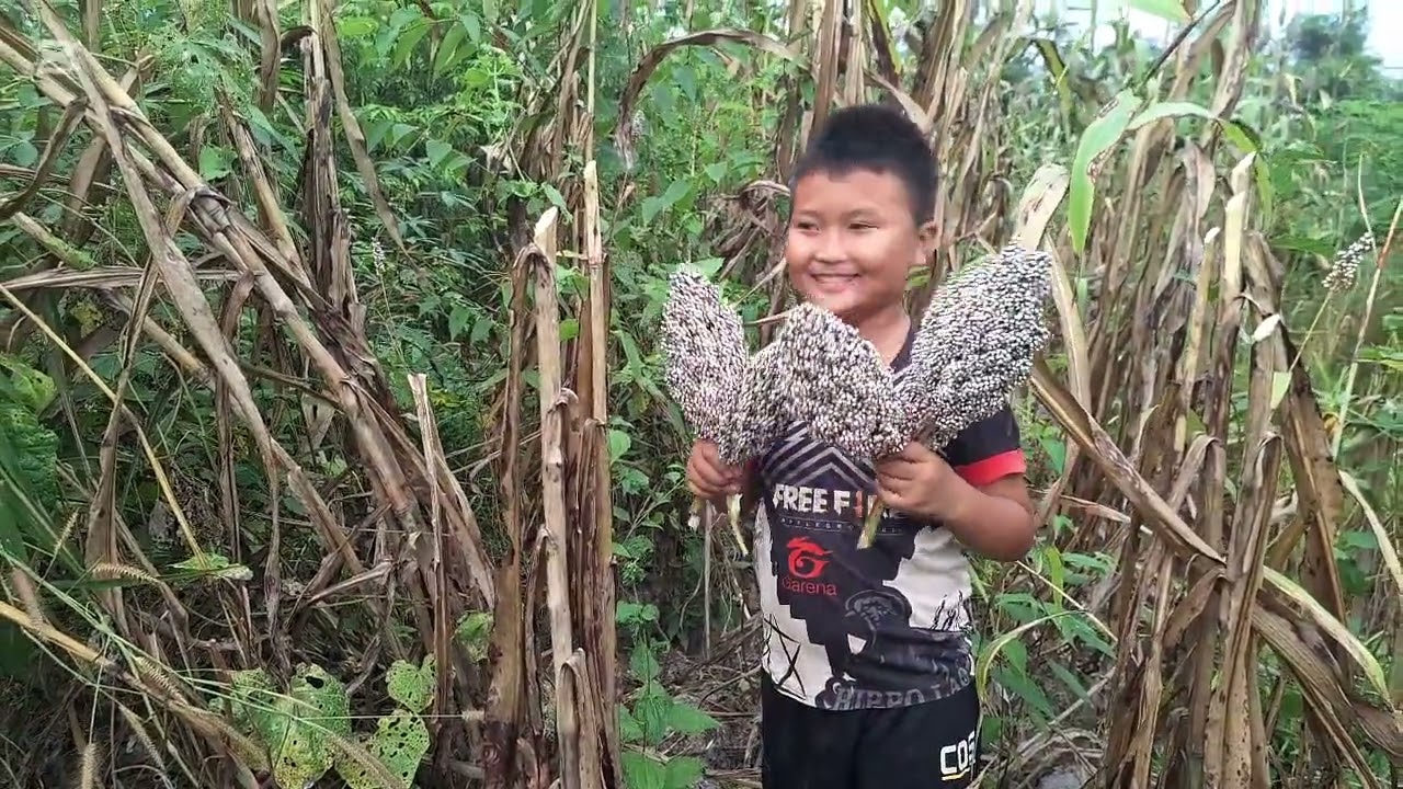 Peb cov niam tub txiav paj quav ntsuas Cia tau pub qaib thiab tau kib paj noj