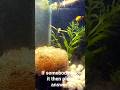 PLANTED AQUARIUM PROBLEMS #aquarium || low Budget setup