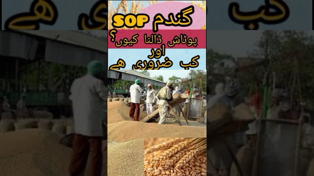 importance of potash (sop) fertilizer from wheat 🌾 crop 